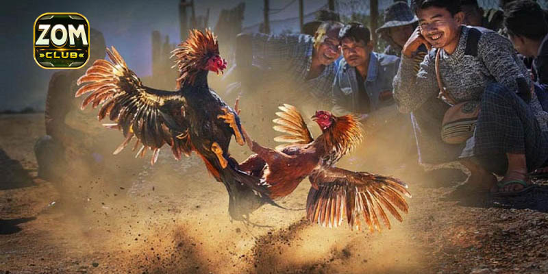 Tìm hiểu thêm về gà đá bo lớn