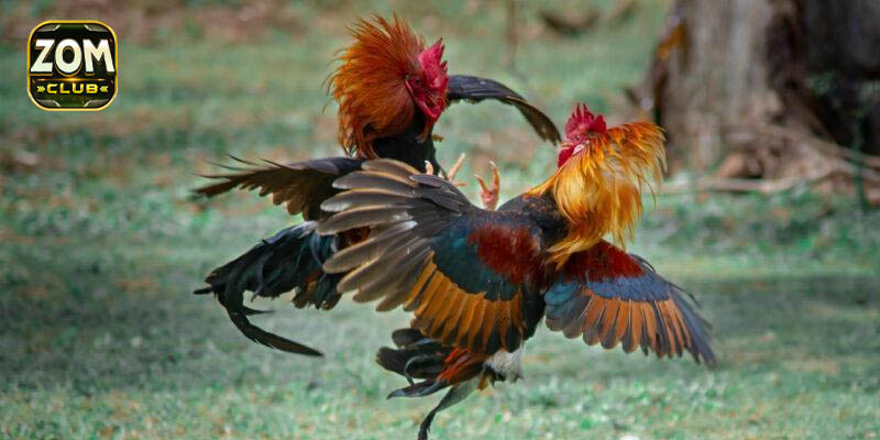 Cách nuôi gà đá bo lớn hiệu quả nhất hiện nay 