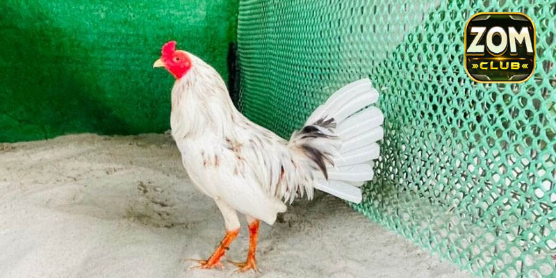 Lịch sử và ý nghĩa của gà bướm đá