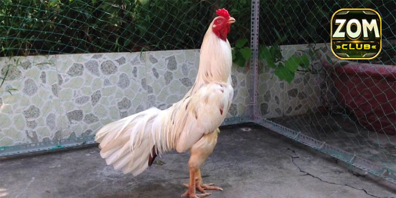 Hướng dẫn cách thức đá gà bướm đúng cách