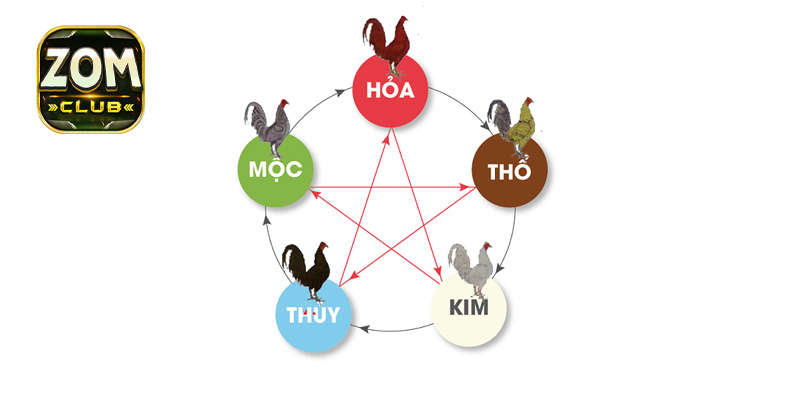 Tìm hiểu màu mạng gà đá theo ngày