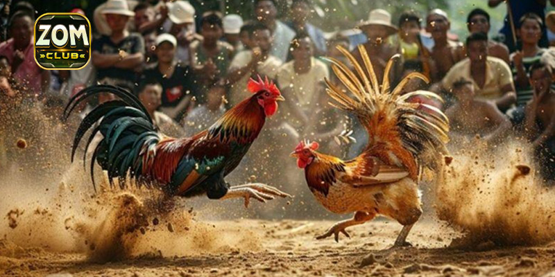 Xem ngày tốt để đi đá gà có ý nghĩa gì?